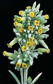 Image result for kalanchoe thyrsiflora