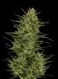 Maybe you would like to learn more about one of these? Chocolate Hashberry