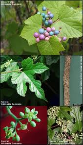 Image result for Ampelopteris
