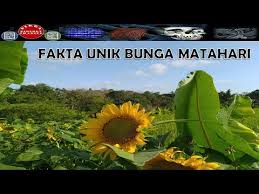 Bunga matahari selain enak dimakan sebagai camilan sehat juga memiliki prospek bisnis yang baik. Fakta Unik Bunga Matahari Dirga Biology Channel Youtube