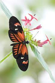 Passion Flower Butterfly By Jacky Parker On Flickr Beautiful Butterflies Birds Bees Butterflies Butterfly Transformation