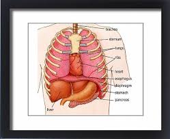 The inner organs are protected by the rib cage and the sternum. Print Of Illustration Human Chest Ribs And Organs Medical Illustration Illustration Human