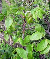 Image result for Steganotaenia