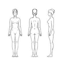 Collection of female body outline (51). Female Body Vector Images Over 130 000