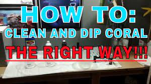 How do you get rid of fungi on your live coral? How To Clean And Dip Coral The Right Way Youtube