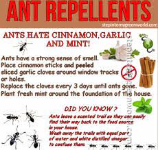 Do you really want to spend your time finding a way to get the sugar ants out of the pantry? Homemade Pest Control Recipes Video Instructions Ant Repellent Pest Control Ants