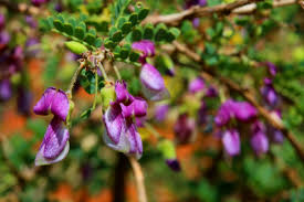 Image result for Ormocarpum