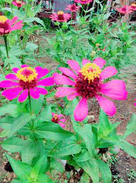 Bunga liar memerlukan cahaya matahari untuk tumbuh. Halaman Download Wild Wildflower Species Jenis Bunga Matahari Liar Steemit