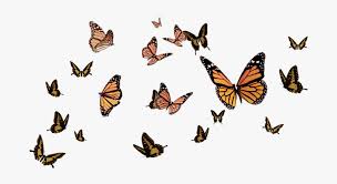 Isolated abstract art spring symbols and tattoo elements collection. Ftestickers Butterflystickers Butterflies Butterfly Flying Butterflies Transparent Background Hd Png Download Transparent Png Image Pngitem