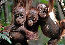 Orangutans are great apes native to indonesia and malaysia. Orangutans Are Hanging On In The Same Palm Oil Plantations That Displace Them Scientific American