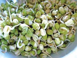 Sebelum kita membahas cara menanam atau membuat tauge, ada baiknya kita mengetahui beberapa khasiat dan fungsi dari tauge itu sendiri. Cara Membuat Kecambah Kacang Hijau