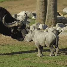 New Gif On Giphy Animals Baby Animals Zoo Animals