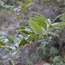 Image result for Agarista salicifolia