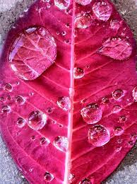 Pin By Robin Mccoy On Colors Tickled Pink Pink Leaves Pink