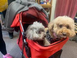 Meet Patsy (grey 12) and Lola (caramel 6) out and about in Tameside U.K.  today. Patsy is a rescue from China. Utterly adorable Poodles.