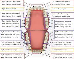 Human Teeth Dental Charts Bradford Family Dentistry