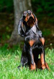Ukc forums bluetick stud dogs and kennel promotions from s673.photobucket.com we did not find results for: Coonhunts