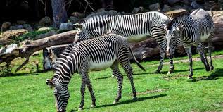 Jun 17, 2021 · di lokasi acara, pihak mall mengaku juga menyediakan area untuk mencuci tangan, handsanitizer serta masker cadangan bagi para pengunjung, peserta maupun panitia acara. Kebun Binatang Visitklaten Com Visit Klaten