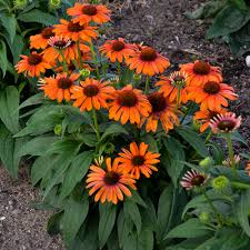 Tips for gardening in particularly hot, dry climates: 20 Durable Plants For Hot Weather Proven Winners