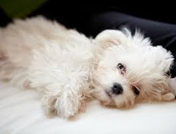 Black And White Maltese Puppy Looks Just Like My Miley Except Miley Is Black With White On Her Chest She Is 11 Wks Old Morkies Are A Fun Breed And V Maltese Breed Maltese Puppy Maltese Dogs