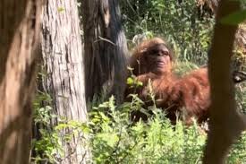 Bigfoot captured in wild viral video by terrified hiker