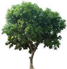 Tropical Plant Pictures Evergreen Trees Plantio De Arvores Identificacao De Plantas Esbocos De Arvores