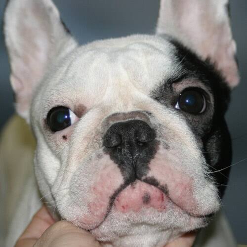 French Bulldog Dermatology in 2026 (Photos)