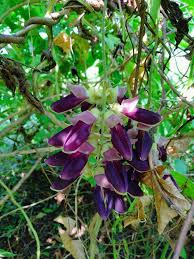 Image result for Mucuna pruriens