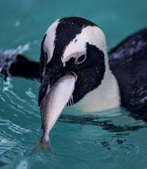 Maybe you would like to learn more about one of these? Learn How What And When Penguins Eat Penguins Eat Galapagos Penguin