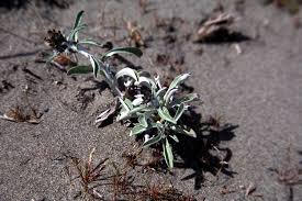 Image result for Gnaphalium purpureum