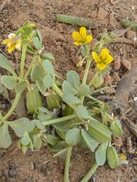 Image result for Zygophyllum cuneifolium