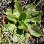 Image result for Bonatea steudneri