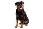 Rottweiler - Wikipedia