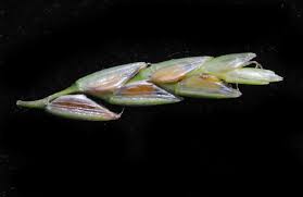 Image result for Courtoisina assimilis