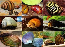 In most cases you will have to supplement their diet with fish food. Mussels Snails Aqualog De