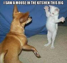 I Saw A Mouse Steemit Baby Animals Funny Cute Funny Animals Funny Animal Photos