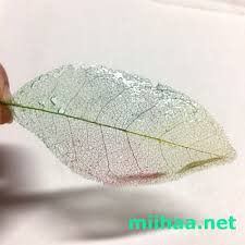 パイプ洗浄剤で簡単きれい 葉脈標本 スケルトンリーフ を作ってみました レジン加工も つぶ貝のつぶやき プラバン 花 作り方 クラフトの作り方 落ち葉 アート