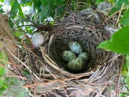 Most bird eggs will remain healthy for up to two weeks before incubation starts. How Long Does It Take For Bird Eggs To Hatch Daily Birder
