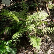 Image result for Asplenium emarginatum