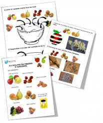 Les Fruits D Automne Fruits D Automne Salade De Fruits Automne Automne Maternelle