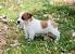 Jack Russell Terrier Chihuahua Mix