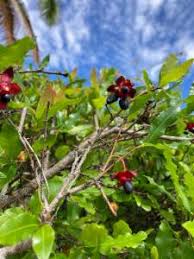 Image result for Ochna afzelii