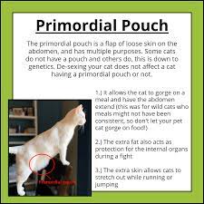 Cat Doctor North Shore Does Your Cat Have Some Extra Skin On Their Abdomen Do You See Their Stomach Jiggle Side To Side As They Walk Or Run Then Your Cat