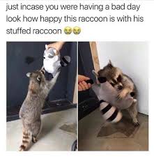 These animals have appeared in folklore, myths, and legends, and are considered a trickster in most of them. Raccoon Trash Panda Meme
