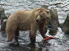 It is 43 miles long from east to wes. Kodiak Bear Wikipedia