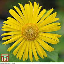 He was voiced by piers stubbs, trenton rogers and jesse schwartz. Doronicum Caucasicum Little Leo Plants Thompson Morgan