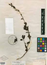 Journal of the Native Plant Society of Oregon