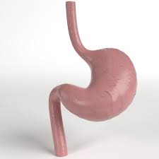 3d Human Stomach Anatomy Internal 3d Model 3d Human Human 3d Model