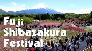 Fuji Shibazakura Festival Pink Moss Phlox Flower Park Mount Fuji Views Japan Youtube
