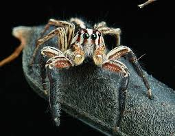 Black And White Jumping Spider Texas Pantropical Jumping Spider Plexippus Paykulli Salticidae Male Jumping Spider Spider Creepy Crawlies